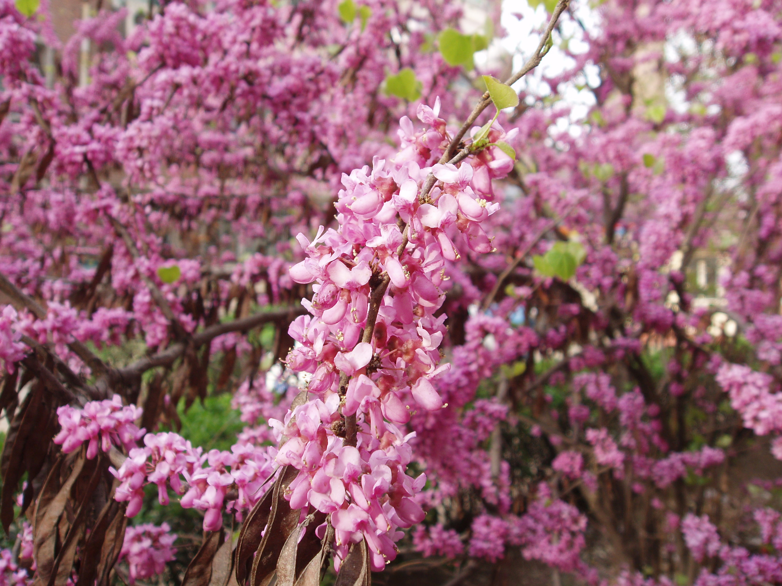 Cercis chinensis