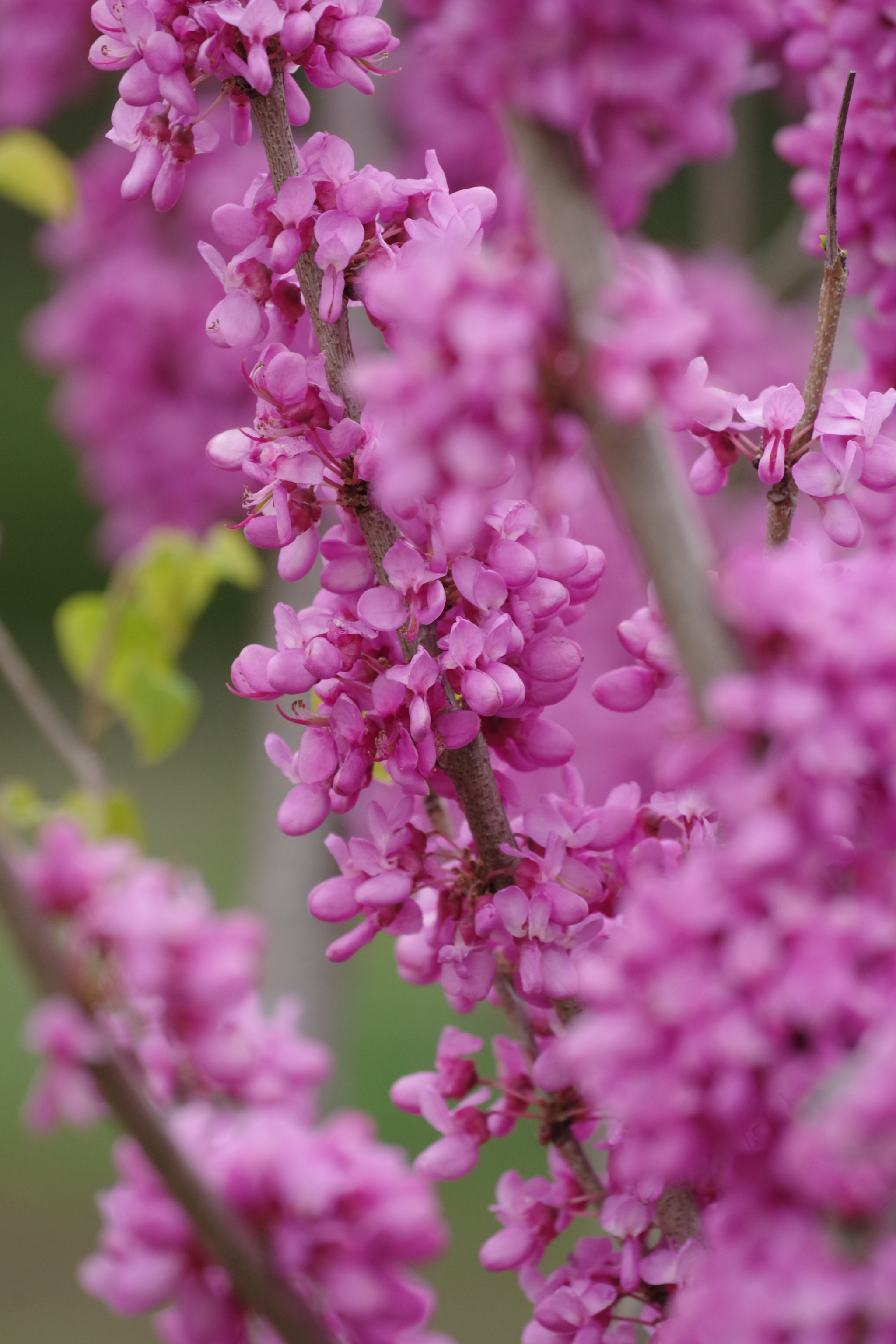 Cercis chinensis