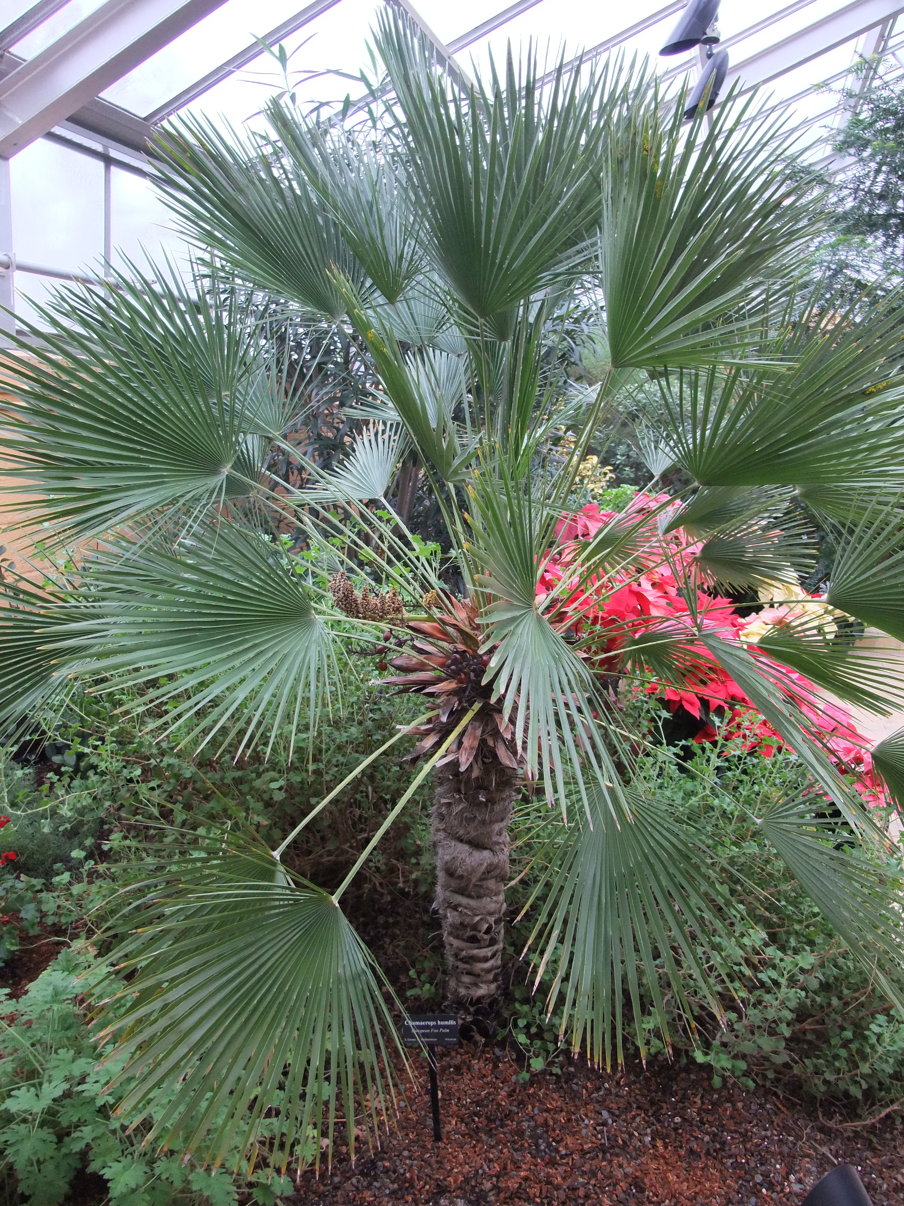 Chamaerops humilis