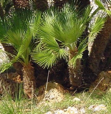 Chamaerops humilis