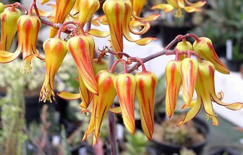 Cotyledon velutina