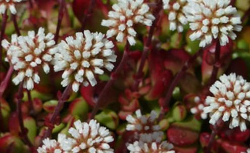 Crassula atropurpurea