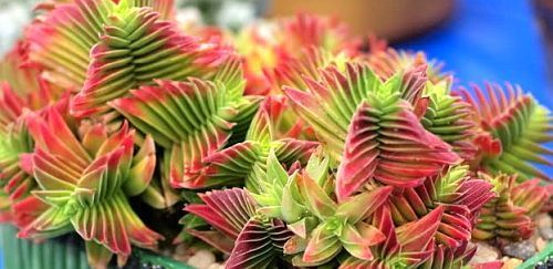 Crassula capitella