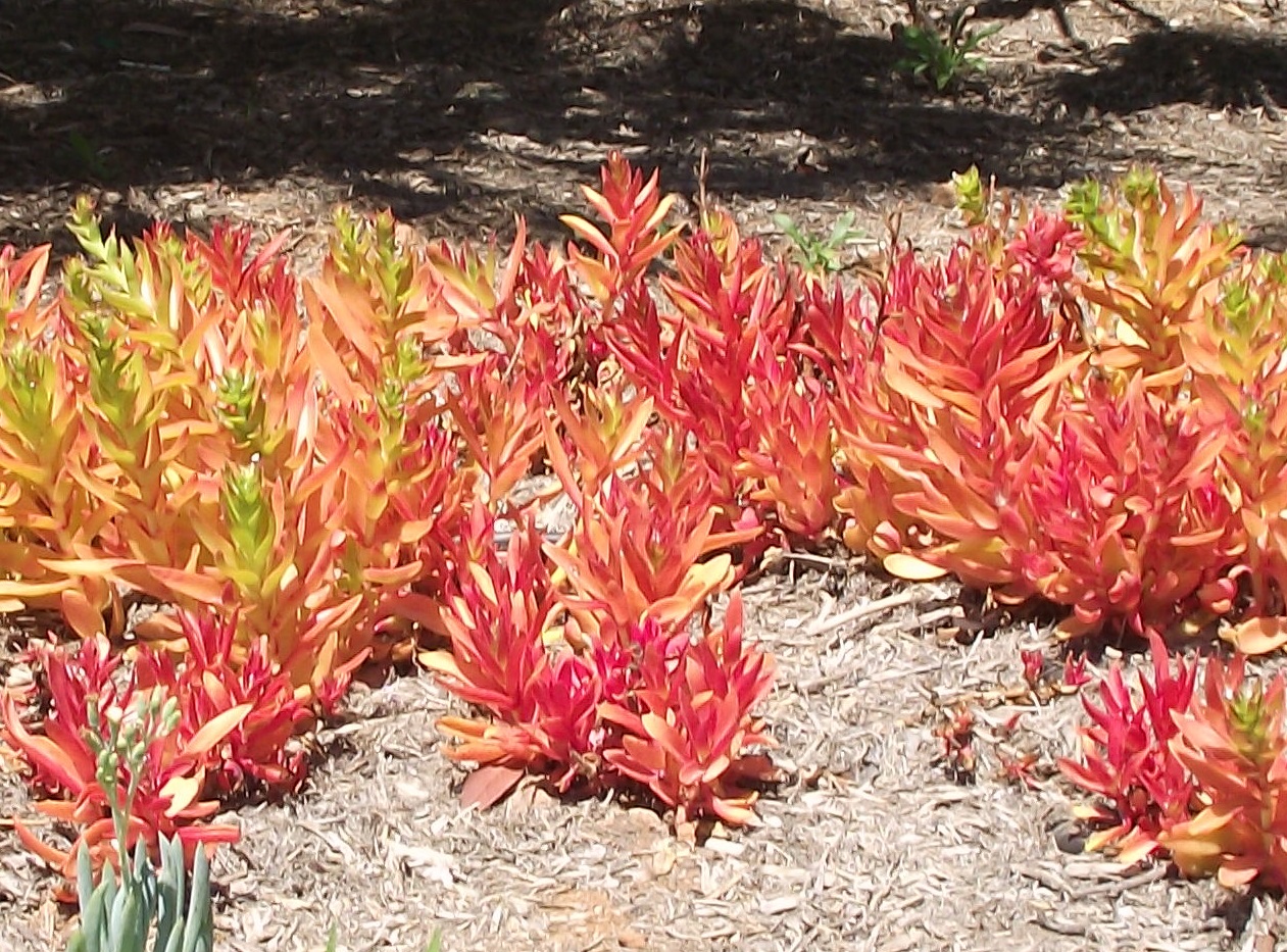Crassula capitella