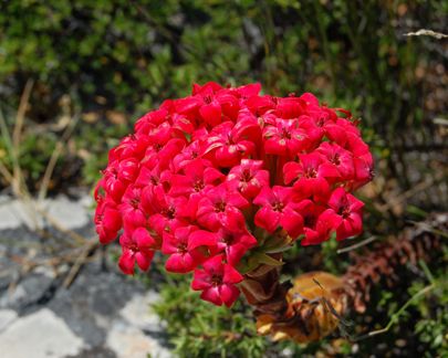 Crassula coccinea