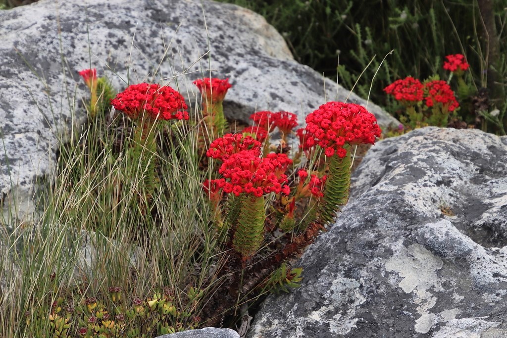 Crassula coccinea