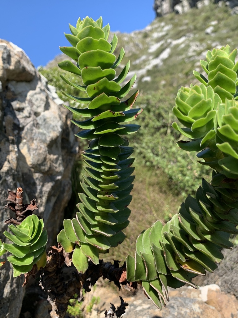 Crassula coccinea