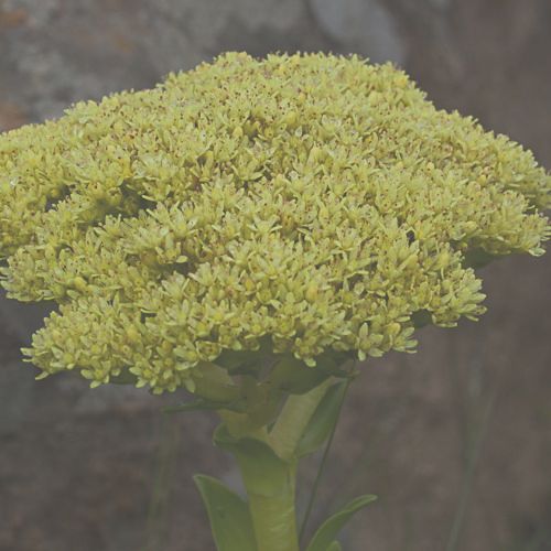 Crassula vaginata