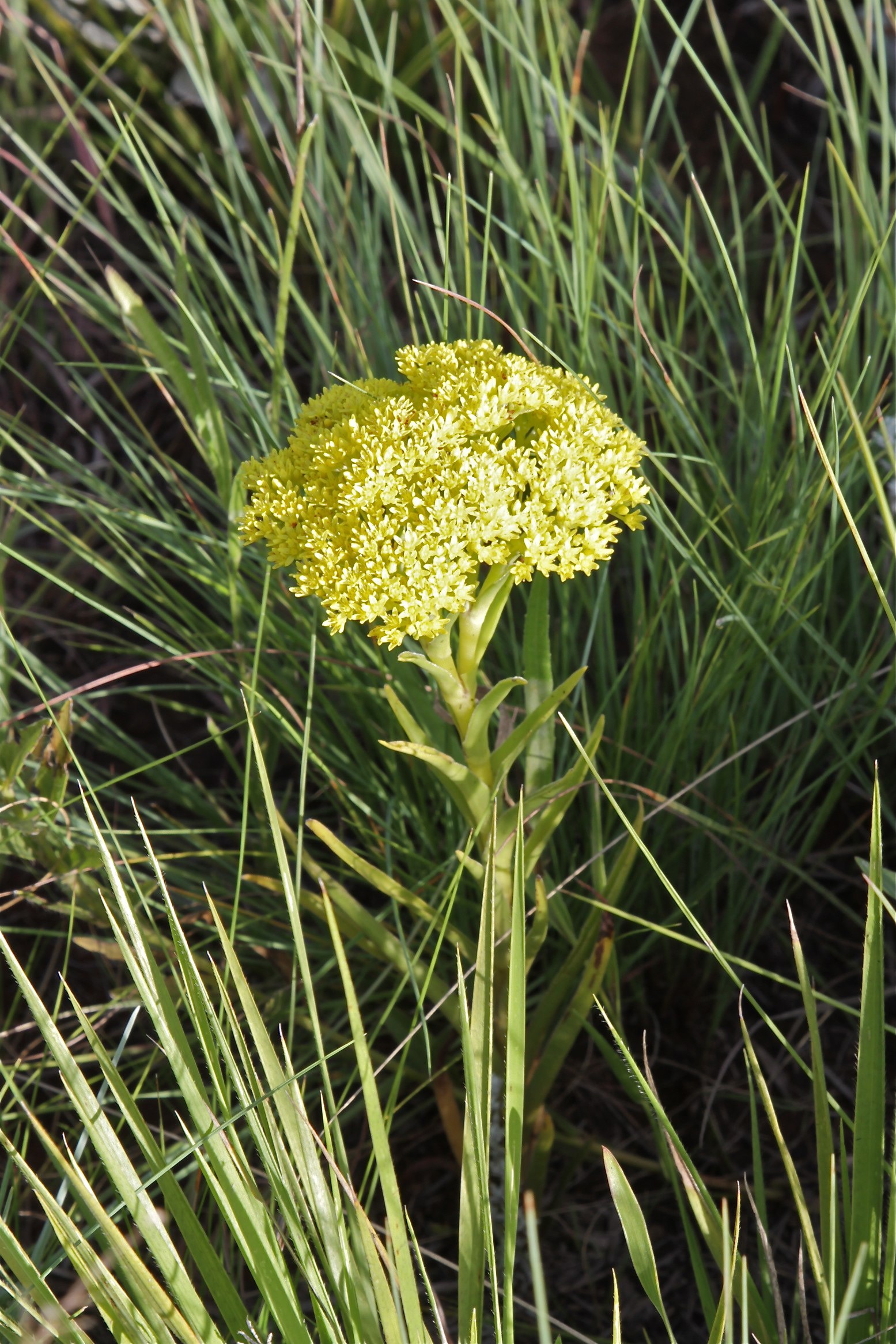 Crassula vaginata