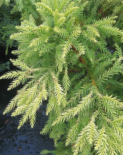 Cryptomeria japonica