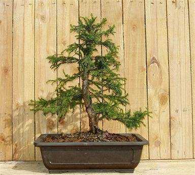 Cryptomeria japonica