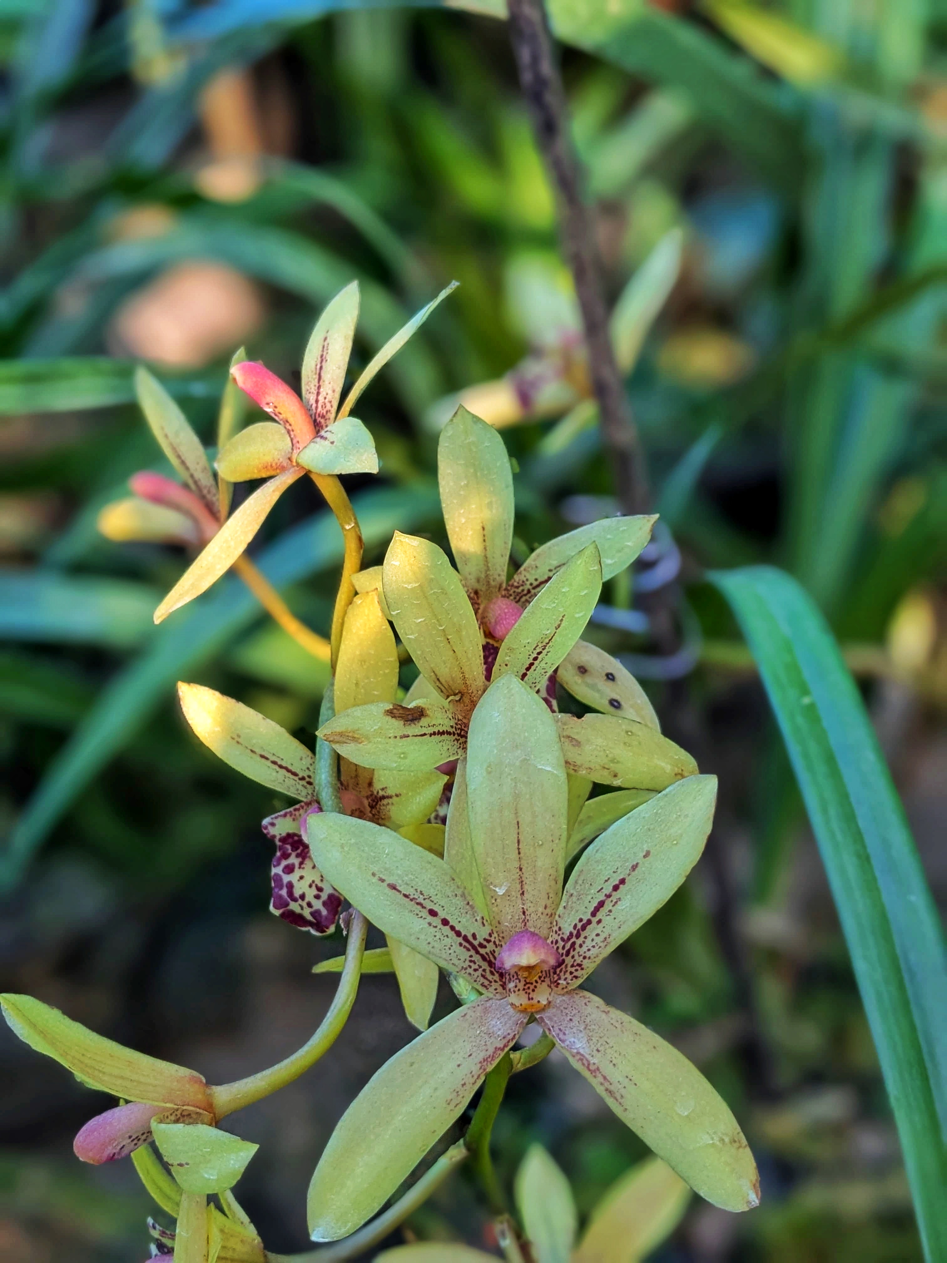 Cymbidium aloifolium