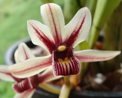 Cymbidium aloifolium
