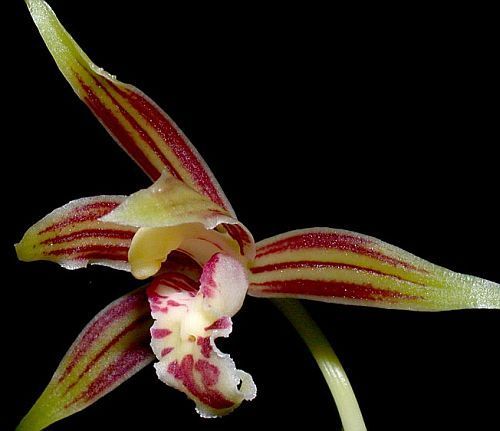 Cymbidium ensifolium