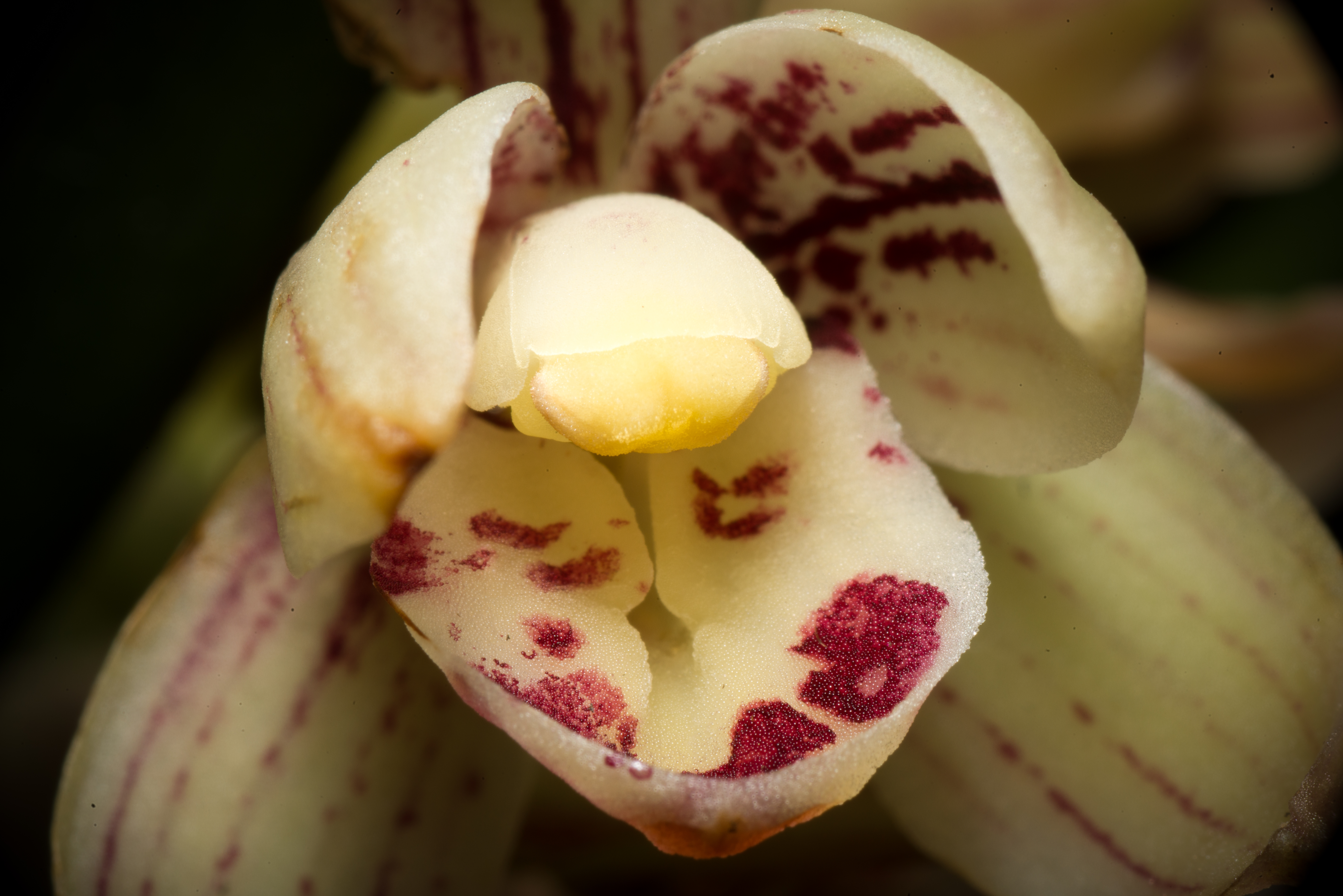 Cymbidium ensifolium