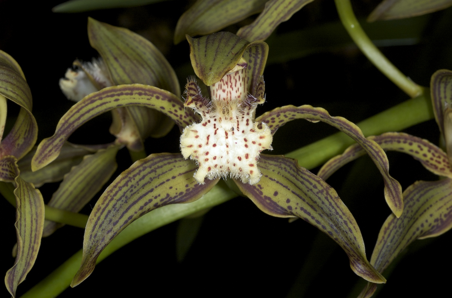 Cymbidium tracyanum
