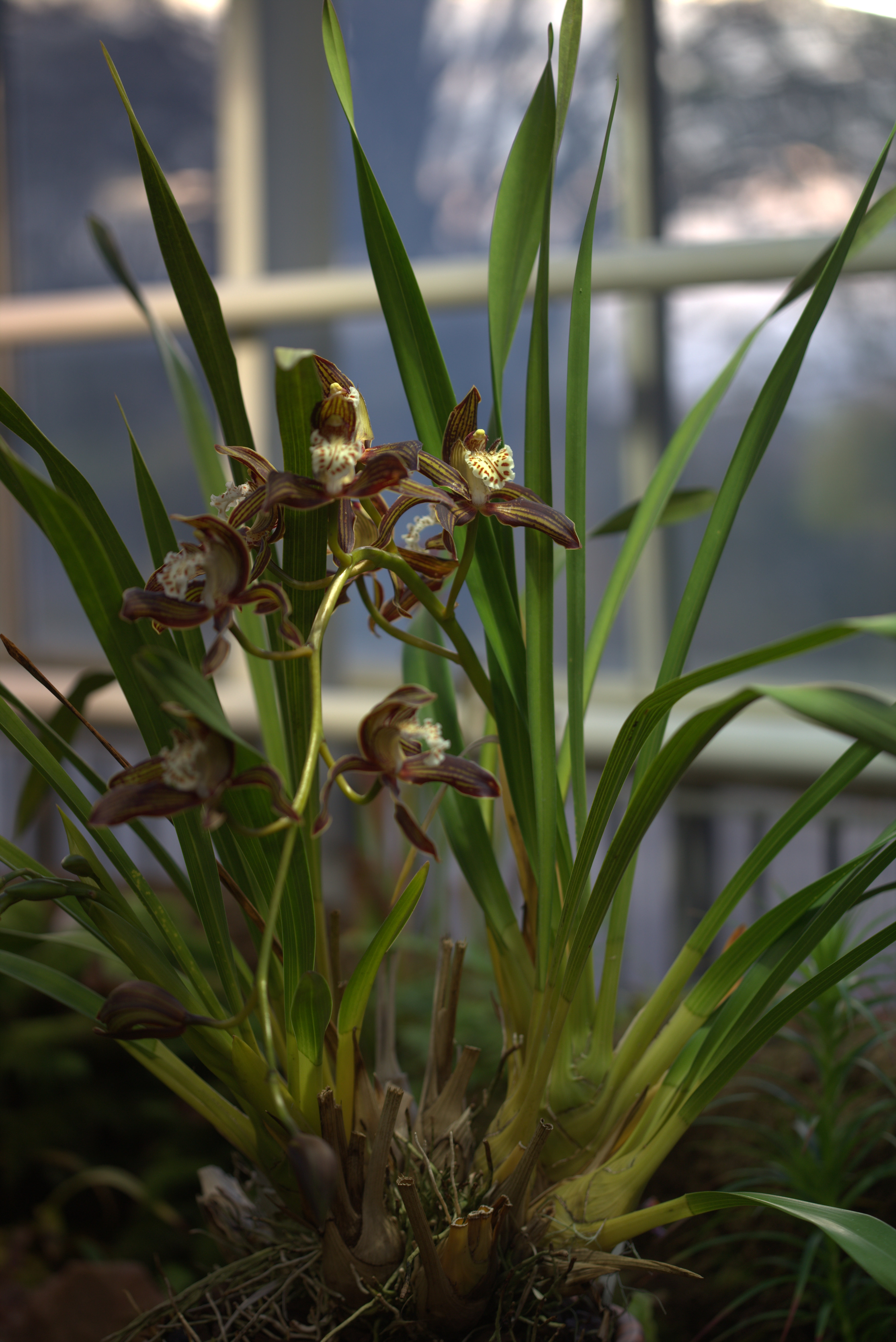 Cymbidium tracyanum
