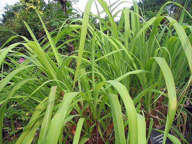 Cymbopogon winterianus
