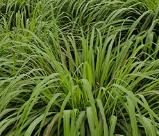 Cymbopogon winterianus
