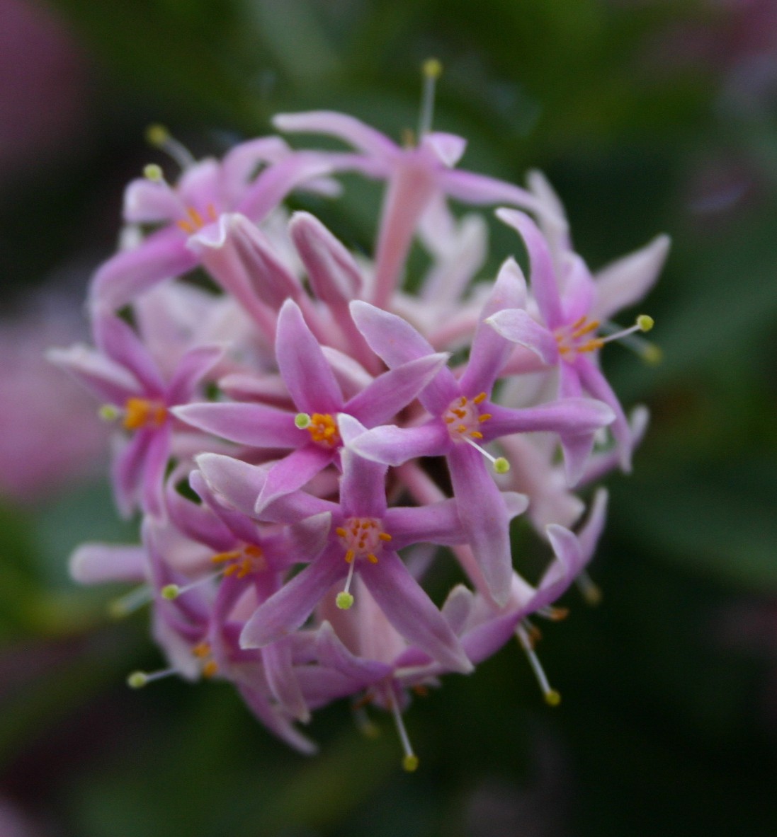 Dais cotinifolia