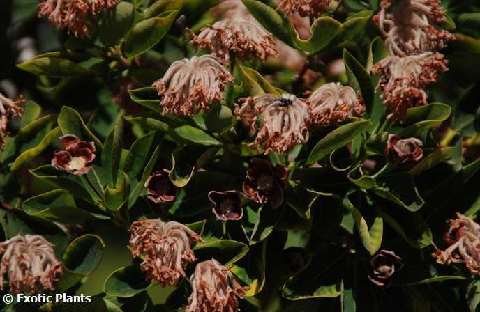 Dais cotinifolia