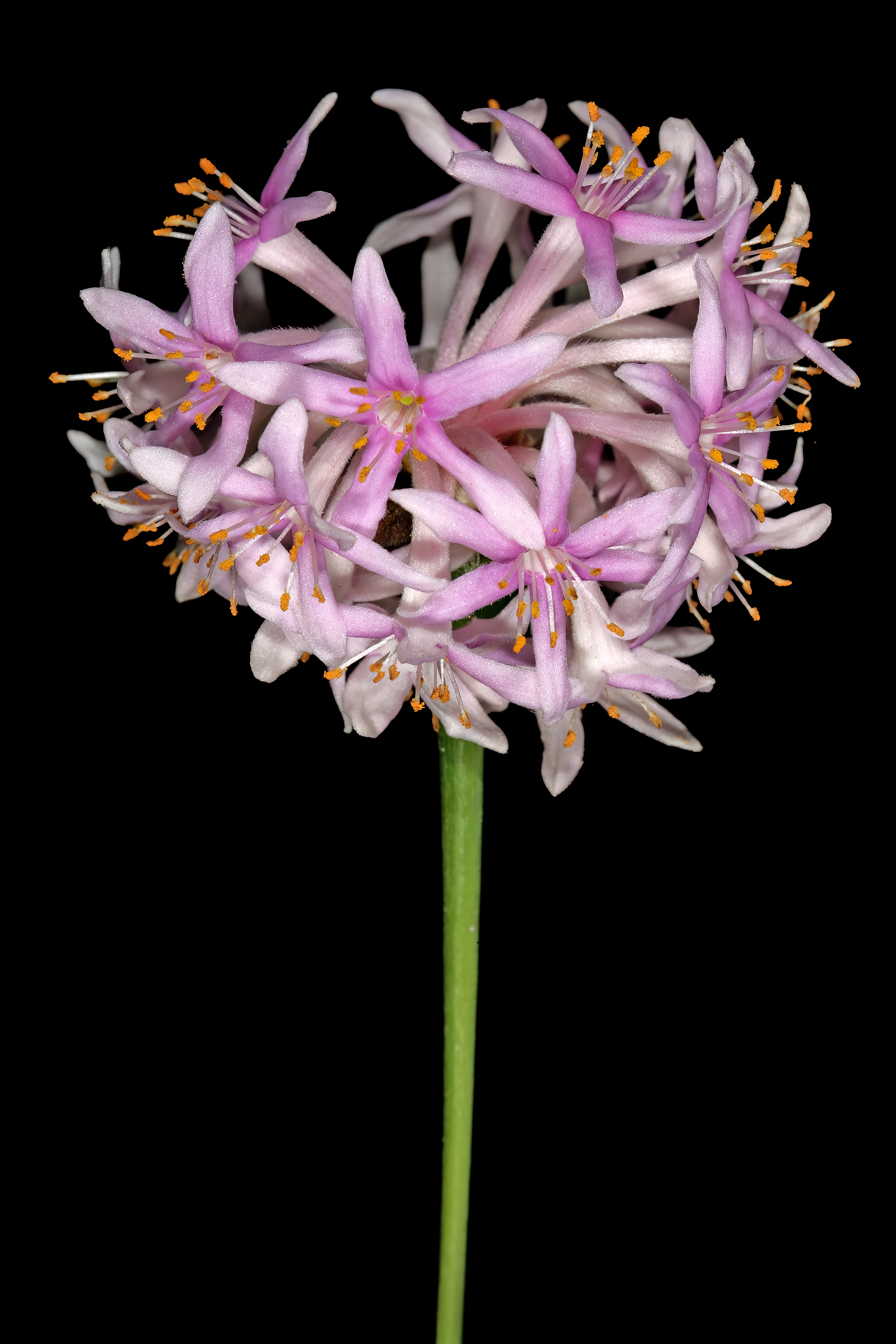 Dais cotinifolia