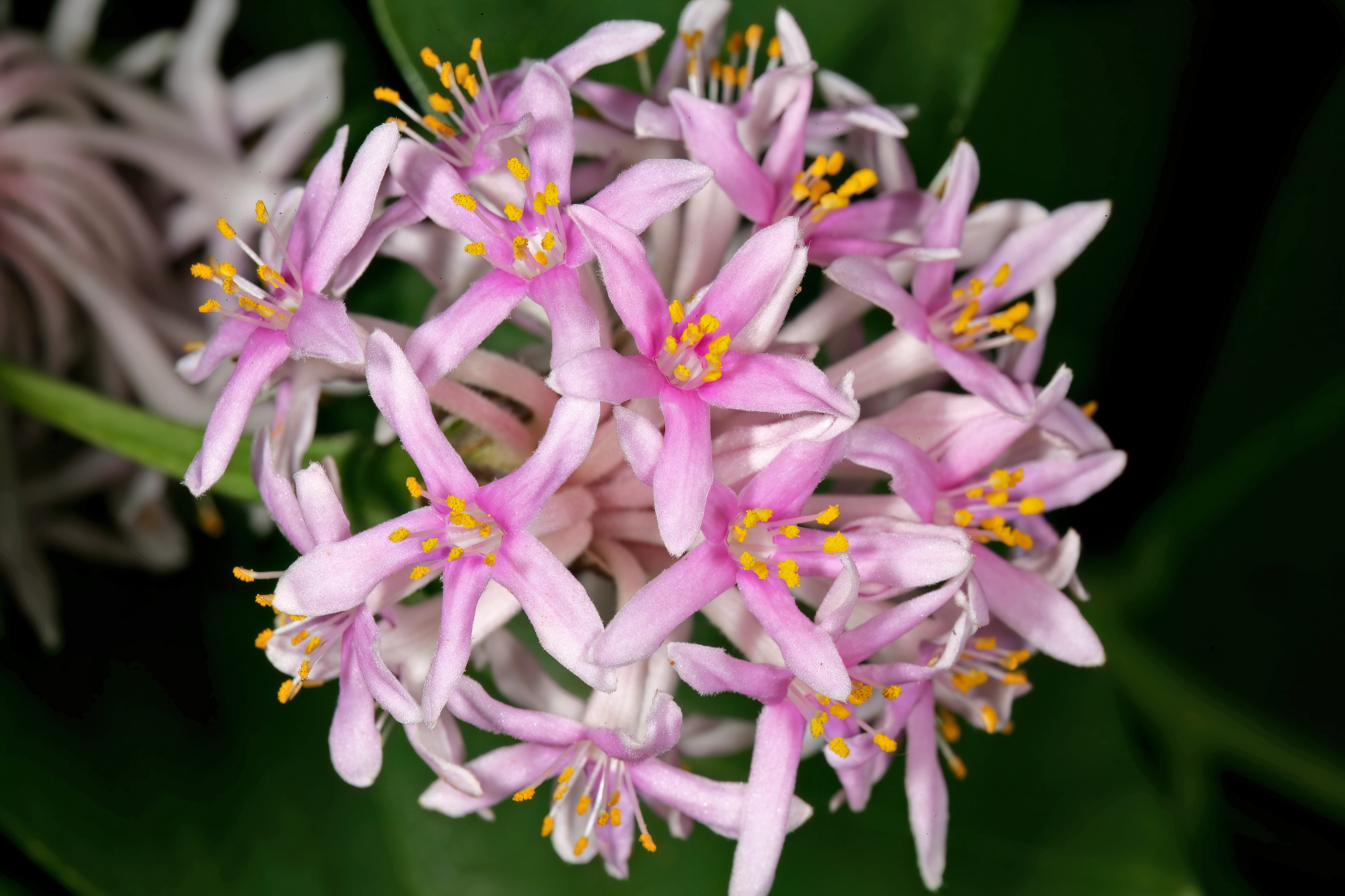 Dais cotinifolia
