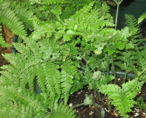 Davallia trichomanoides
