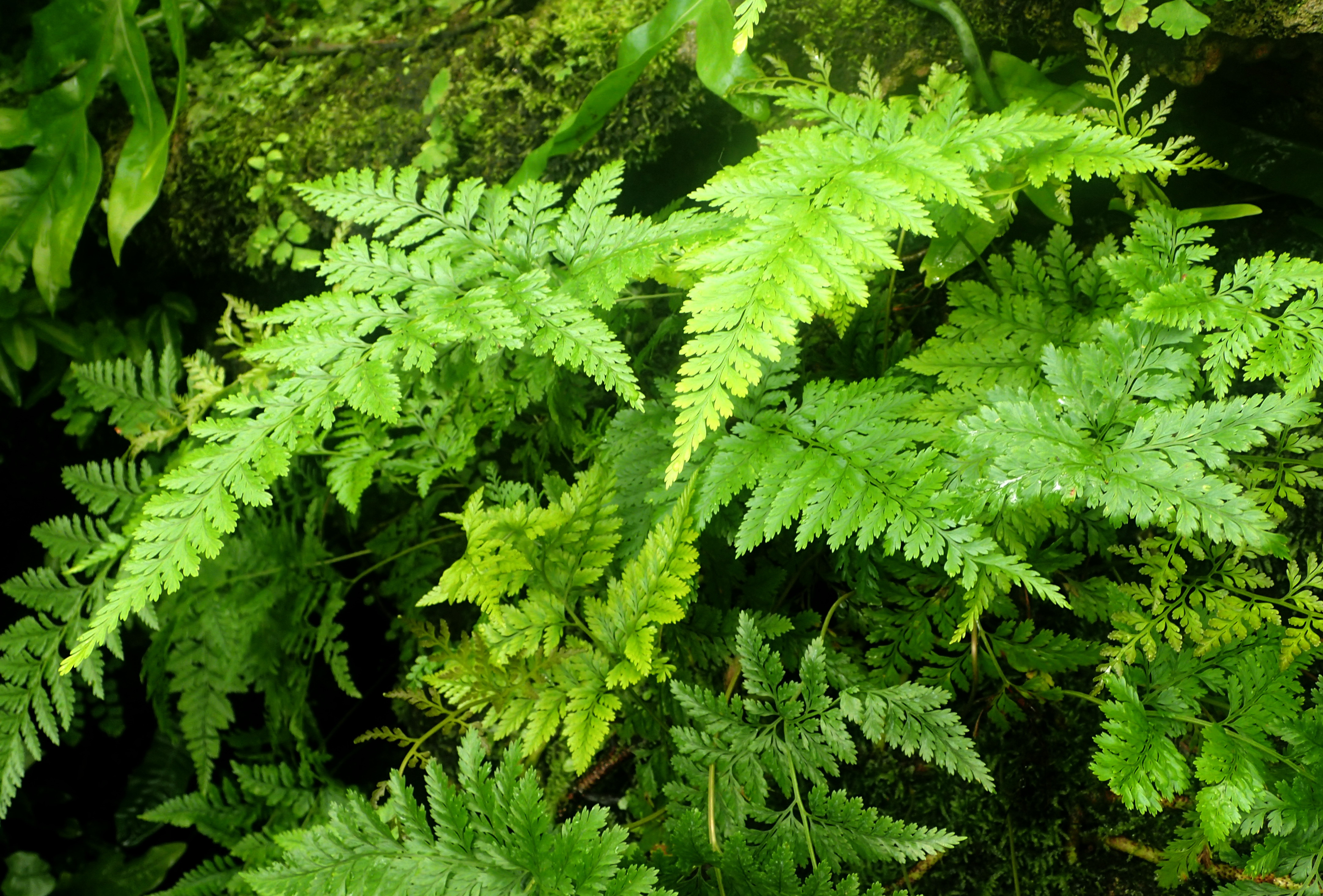 Davallia trichomanoides