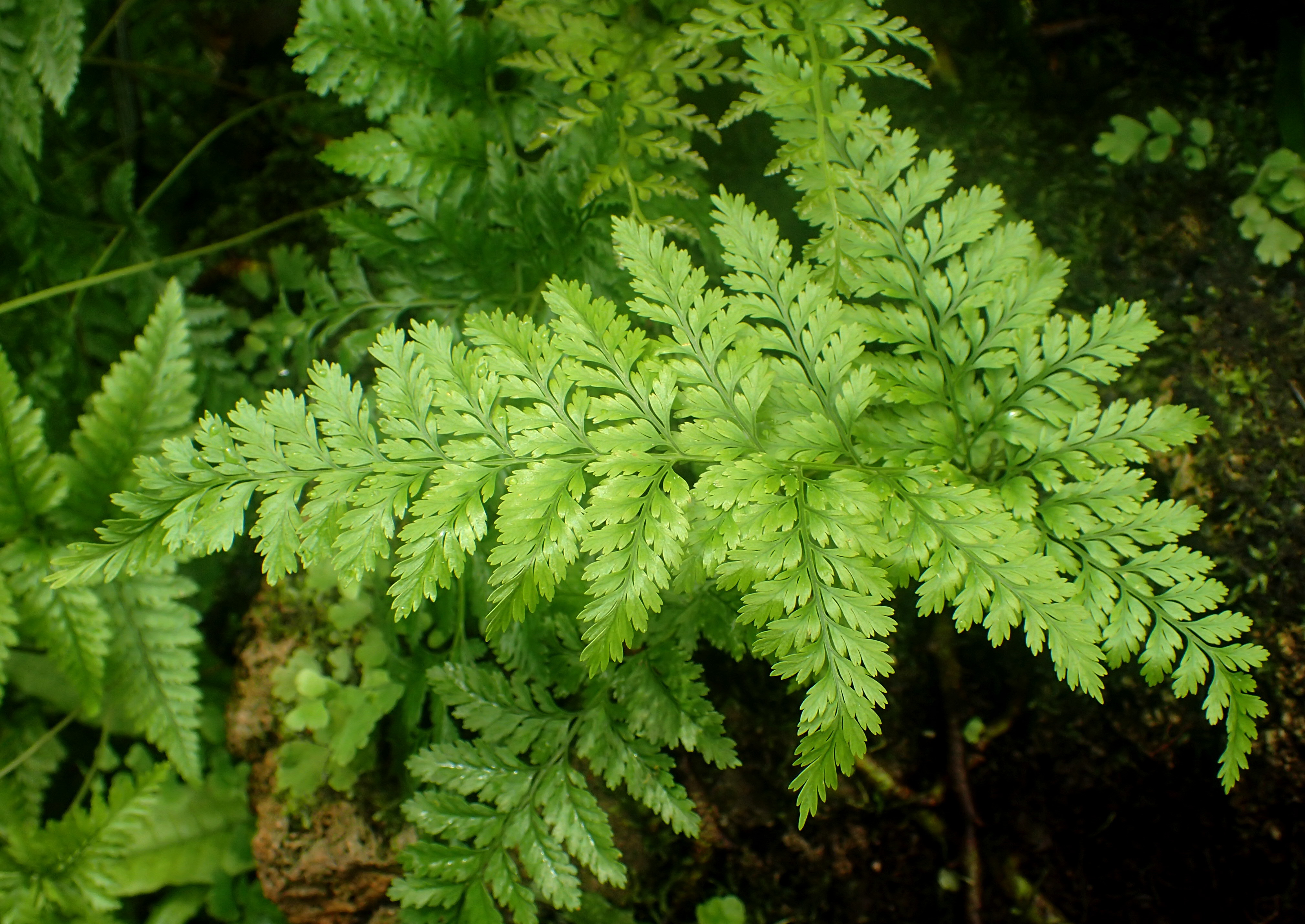 Davallia trichomanoides