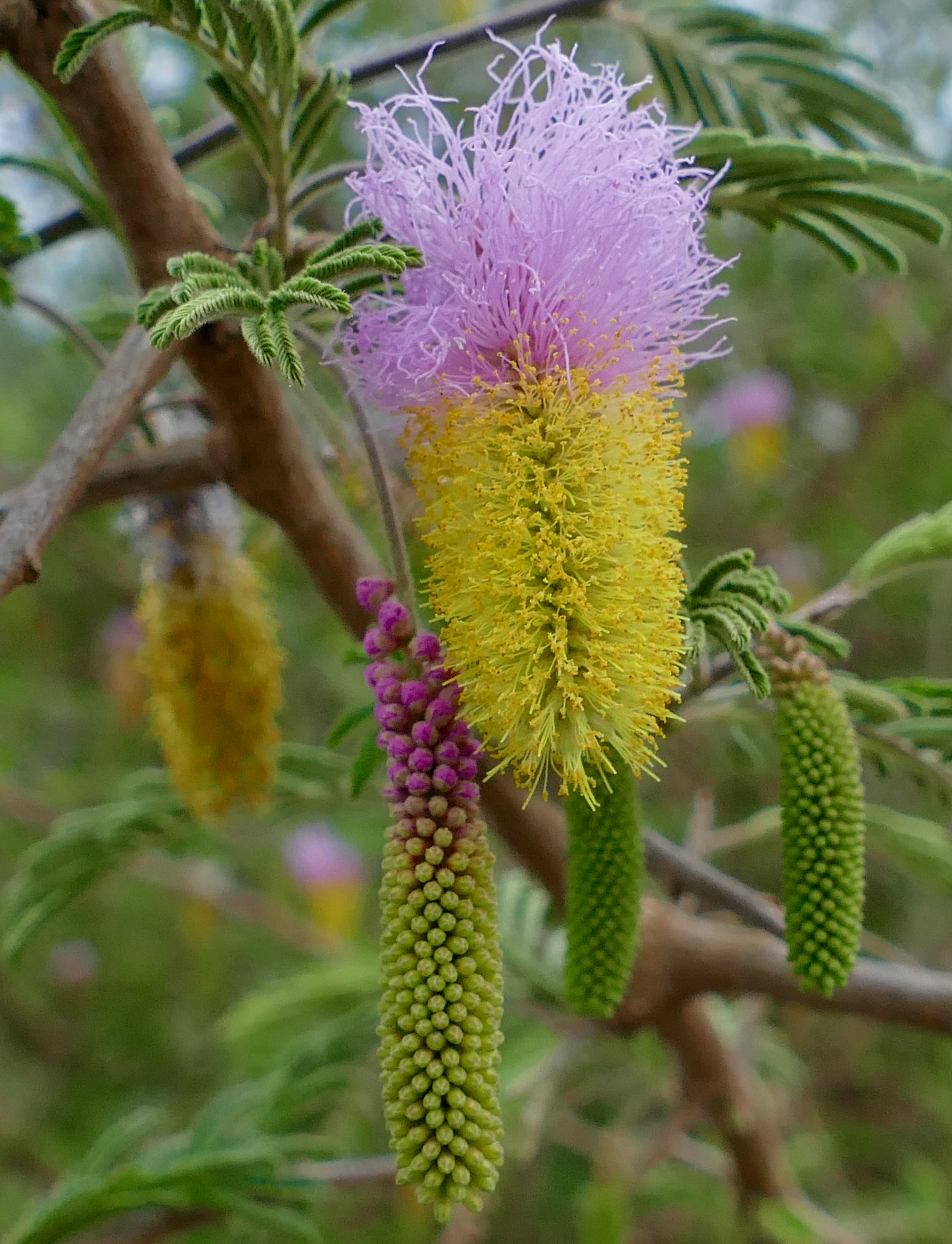 Dichrostachys cinerea