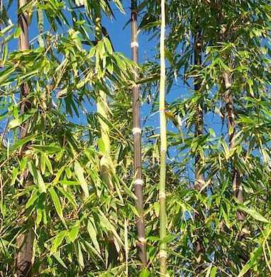 Dendrocalamus asper