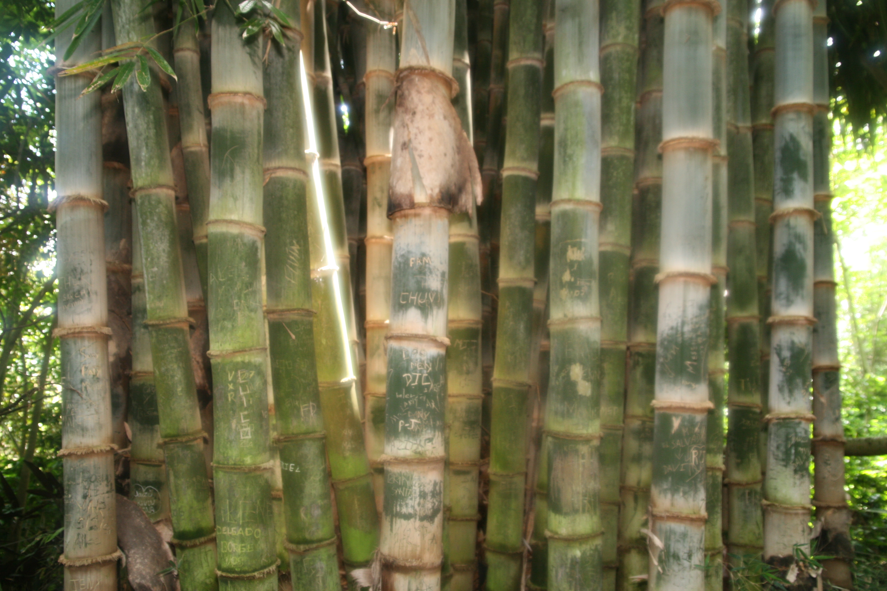 Dendrocalamus asper