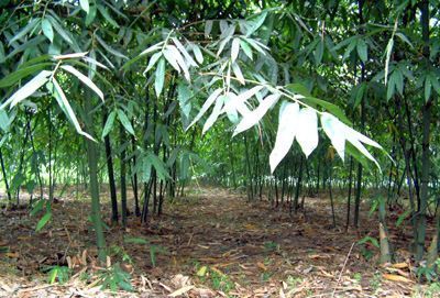 Dendrocalamus latiflorus