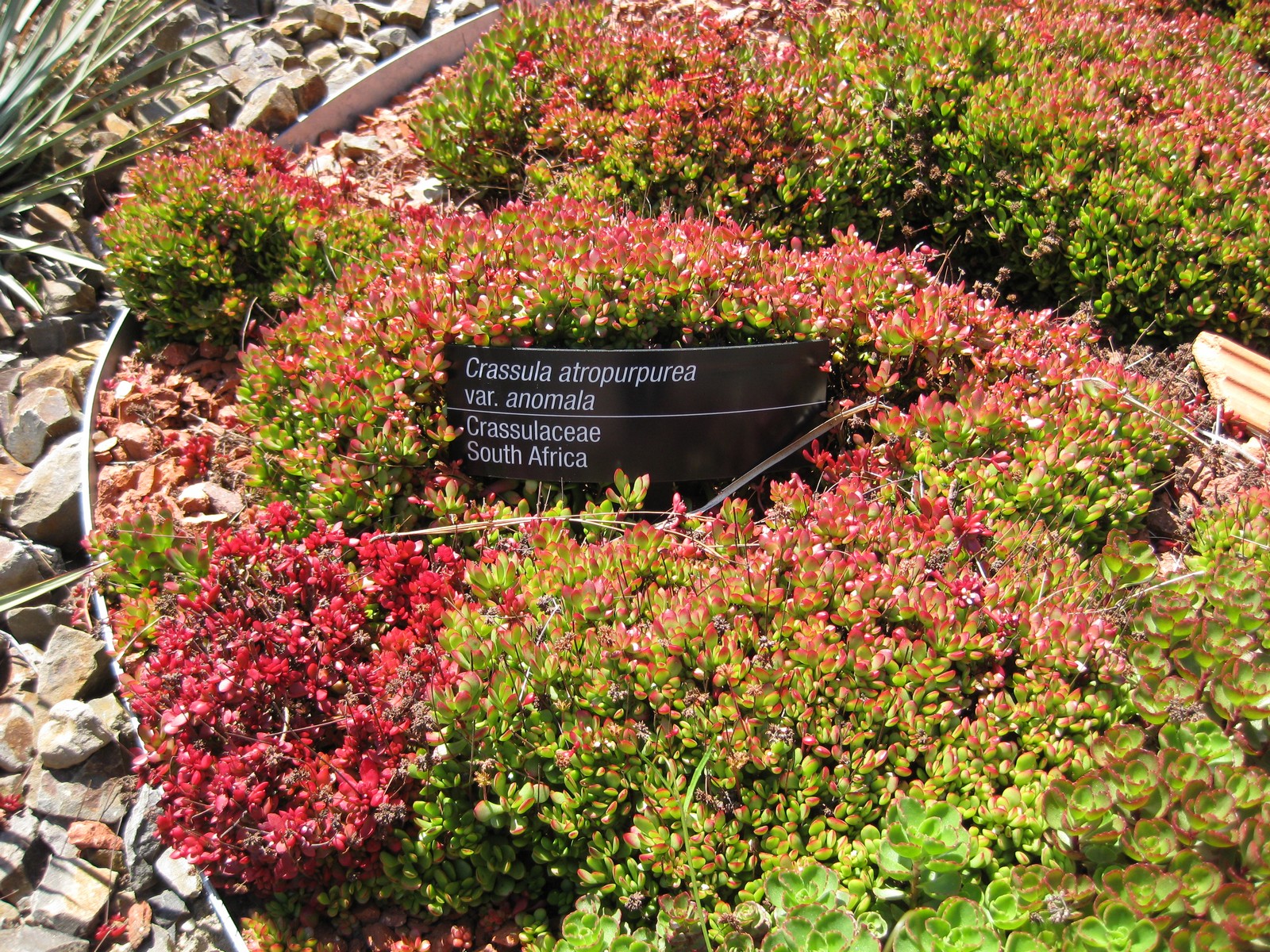 Crassula atropurpurea