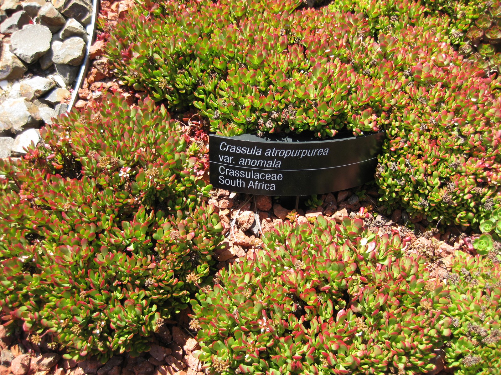 Crassula atropurpurea