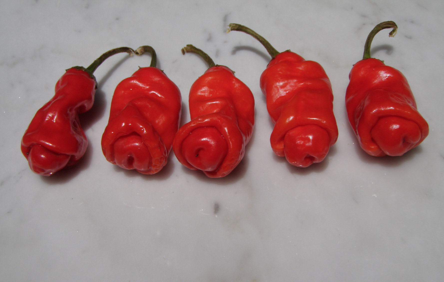 Chili Peter Pepper Red