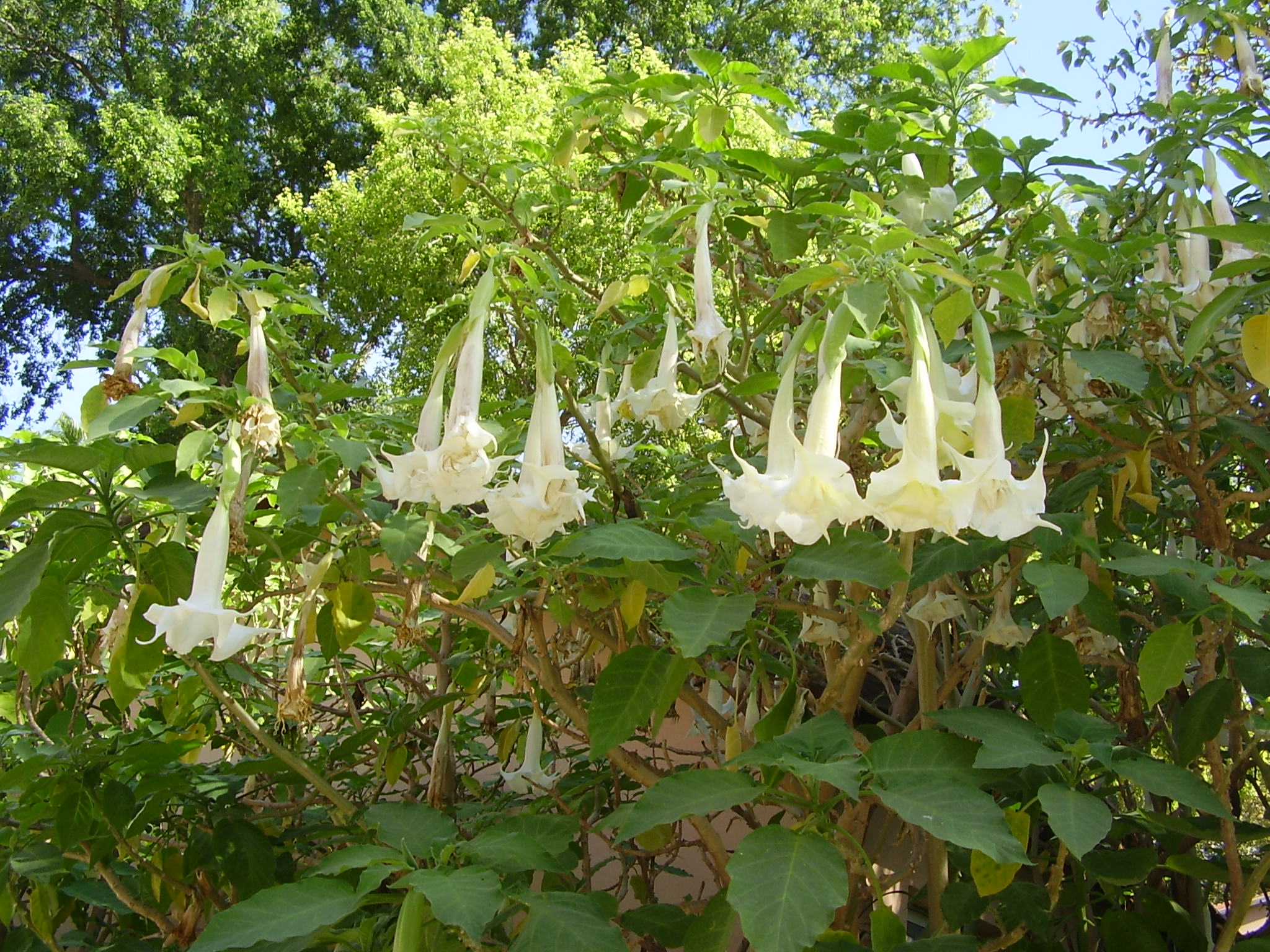 Brugmansia double white