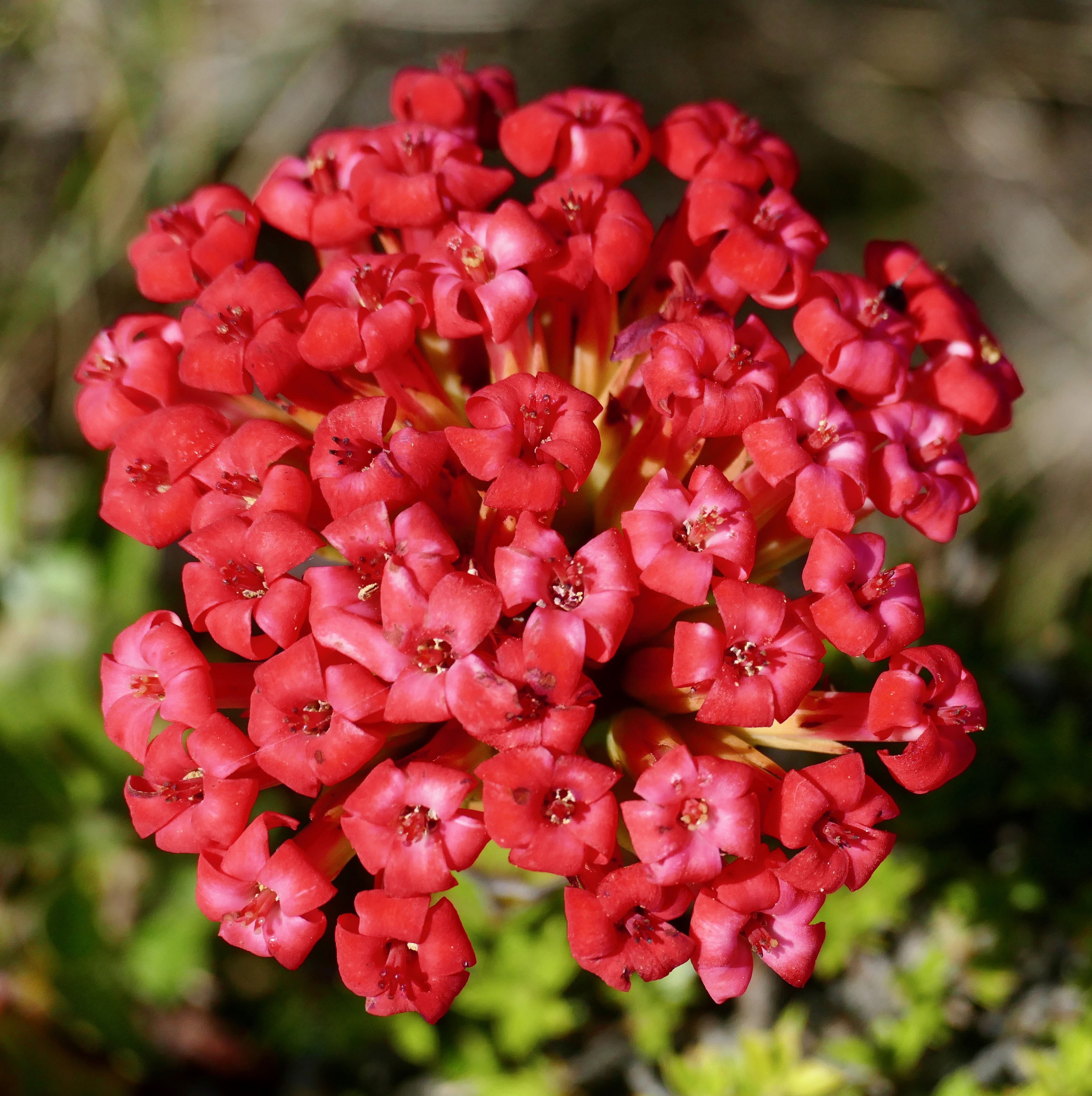 Crassula coccinea