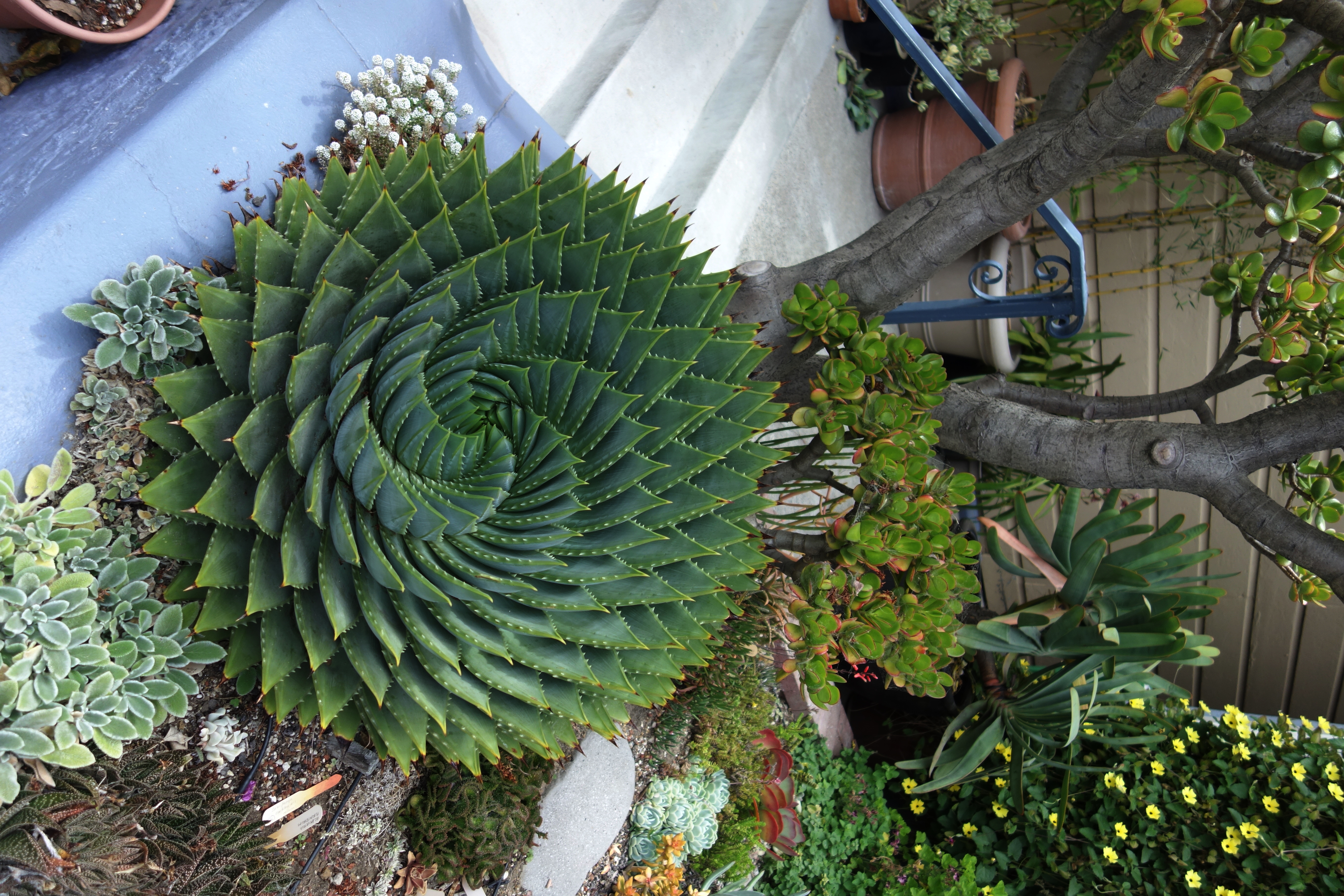 Aloe polyphylla